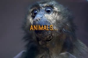 Animaux empaillés
