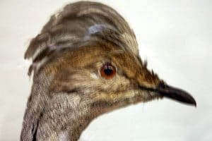 Animaux empaillés