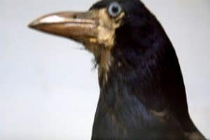 Animaux empaillés