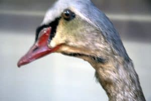 Animaux empaillés