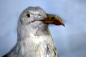 Animaux empaillés