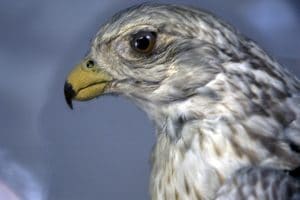 Animaux empaillés