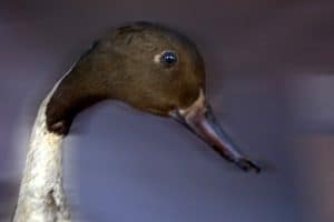 Animaux empaillés