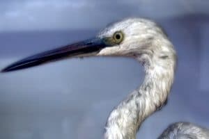 Animaux empaillés