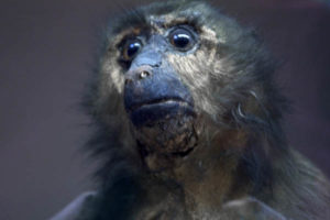 Animaux empaillés